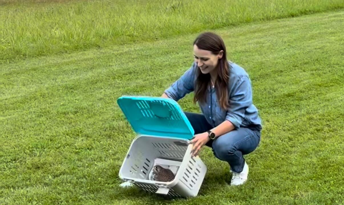 Wizyta w Pomorskim Ośrodku Rehabilitacji Dzikich Zwierząt  „Ostoja”: 15 pustułek wróciło na wolność